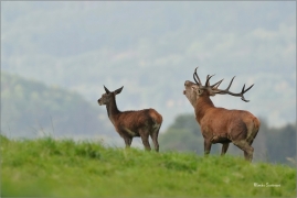 <p>JELEN LESNÍ (Cervus elaphus)  - Lužické hory --- / Red deer / Rothirsch</p>